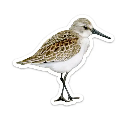 ARMI - Sandpiper Sticker