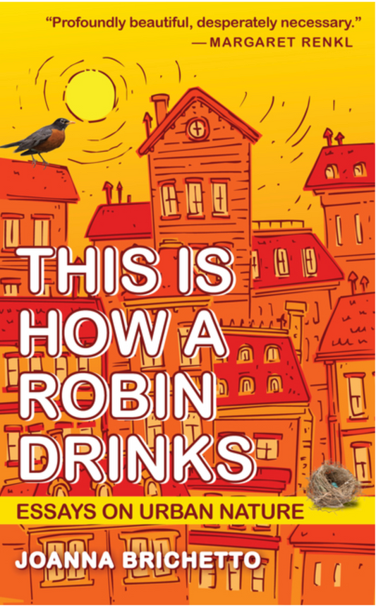 This Is How A Robin Drinks