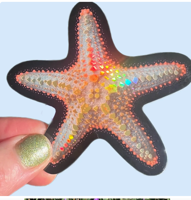 Starfish Sticker- AW